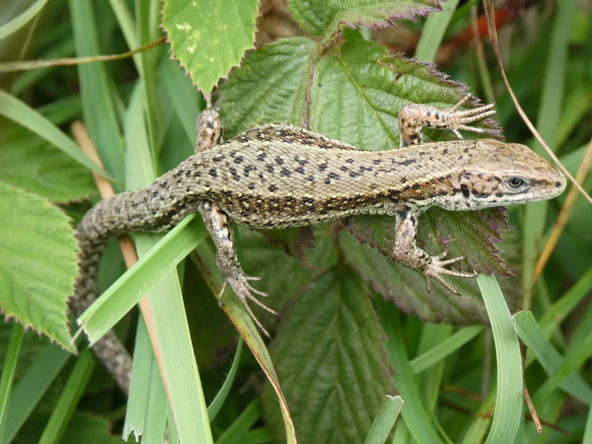 Common Lizard